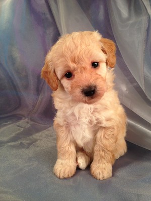 Female Bichon Poodle Puppy for sale #2 Born Feb.5th 2013|Iowa Puppies for sale will Be ready April 3rd 2013|Iowa Breeder|Bichon poo